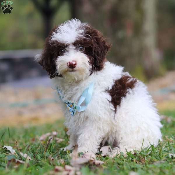 Casper, Toy Poodle Puppy